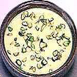 Kheer