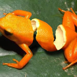 Furity Frog