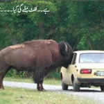 Hey Give Me A LIft