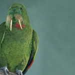 Sea Line Parrot