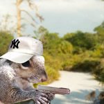 Squirrel Job
