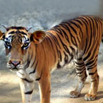 Tiger Cow
