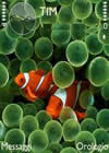 Clown Fish