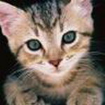 Animal Msn Display Pictures