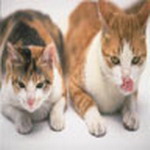 Animal Msn Display Pictures