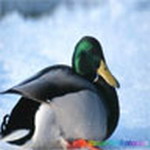 Animal Msn Display Pictures