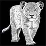 Animal Msn Display Pictures
