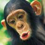 Animal Msn Display Pictures
