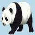 Animal Msn Display Pictures