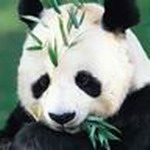 Animal Msn Display Pictures
