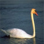 Animal Msn Display Pictures
