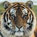 Animal Msn Display Pictures