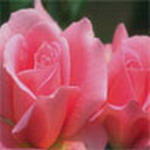 Flowers Msn Display Pictures
