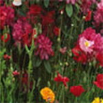 Flowers Msn Display Pictures