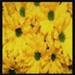 Flowers Msn Display Pictures