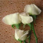 Flowers Msn Display Pictures