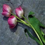Flowers Msn Display Pictures