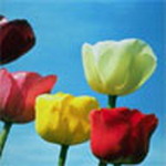 Flowers Msn Display Pictures
