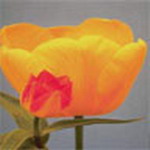 Flowers Msn Display Pictures