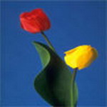 Flowers Msn Display Pictures