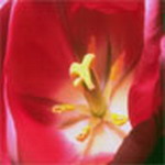 Flowers Msn Display Pictures